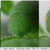 colias croceus larva5 volg3